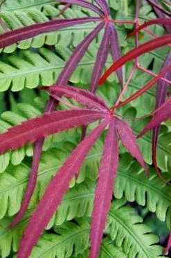 Filifera Purpurea Japanese Maple - 3 Gallon Pot -Green Haven Sales acer palmatum filifera purpurea 1