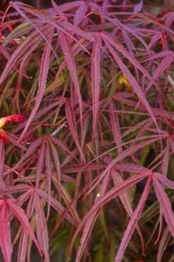 Ribbon Leaf Japanese Maple (Acer Palmatum 'Atrolineare') - 3 Gallon Pot 14 Ribbon Leaf Japanese Maple (Acer Palmatum 'Atrolineare') - 3 Gallon Pot -Green Haven Sales acer palmatum filifera purpurea 5