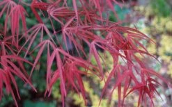 Filifera Purpurea Japanese Maple - 3 Gallon Pot -Green Haven Sales acer palmatum filifera purpurea 6 1
