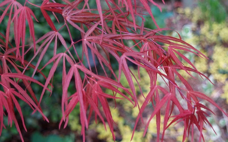 Ribbon Leaf Japanese Maple (Acer Palmatum 'Atrolineare') - 3 Gallon Pot 8 Ribbon Leaf Japanese Maple (Acer Palmatum 'Atrolineare') - 3 Gallon Pot - Image 8