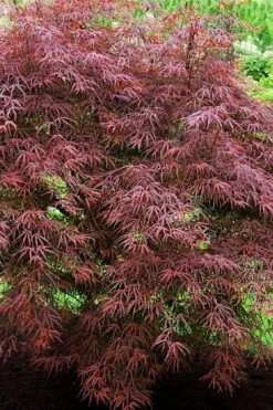 Filifera Purpurea Japanese Maple - 3 Gallon Pot -Green Haven Sales acer palmatum filifera purpurea 7 1