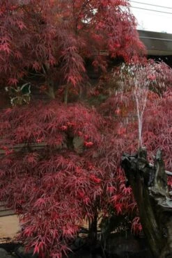 Filifera Purpurea Japanese Maple - 3 Gallon Pot -Green Haven Sales acer palmatum filifera purpurea 8