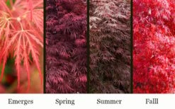 Garnet Laceleaf Japanese Maple - 3 Gallon Pot -Green Haven Sales acer palmatum garnet japanese maple 3