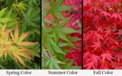 Glowing Embers Japanese Maple - 7 Gallon Pot (7'+) -Green Haven Sales acer palmatum glowing embers japanese maple 21