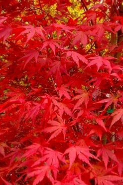 Glowing Embers Japanese Maple - 7 Gallon Pot (7'+) -Green Haven Sales acer palmatum glowing embers japanese maple 22