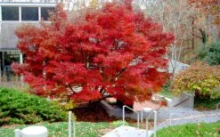 Glowing Embers Japanese Maple - 7 Gallon Pot (7'+) -Green Haven Sales acer palmatum glowing embers japanese maple 24