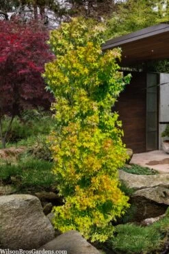 Skyscraper Columnar Japanese Maple - 1 Gallon Pot 8 Skyscraper Columnar Japanese Maple - 1 Gallon Pot -Green Haven Sales acer palmatum green pillar japanese maple 1