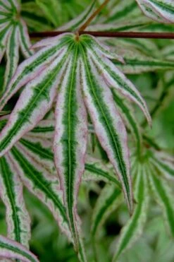 Ikandi Japanese Maple - 3 Gallon Pot (3-4') -Green Haven Sales acer palmatum ikandi japanese maple 10