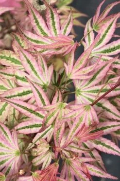 Ikandi Japanese Maple - 3 Gallon Pot (3-4') -Green Haven Sales acer palmatum ikandi japanese maple 6