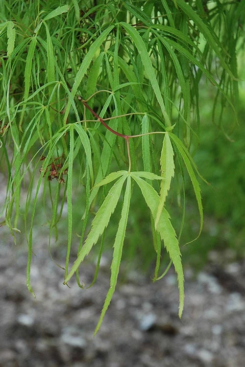 Koto No Ito Japanese Maple - 3 Gallon Pot 5 Koto No Ito Japanese Maple - 3 Gallon Pot - Image 5