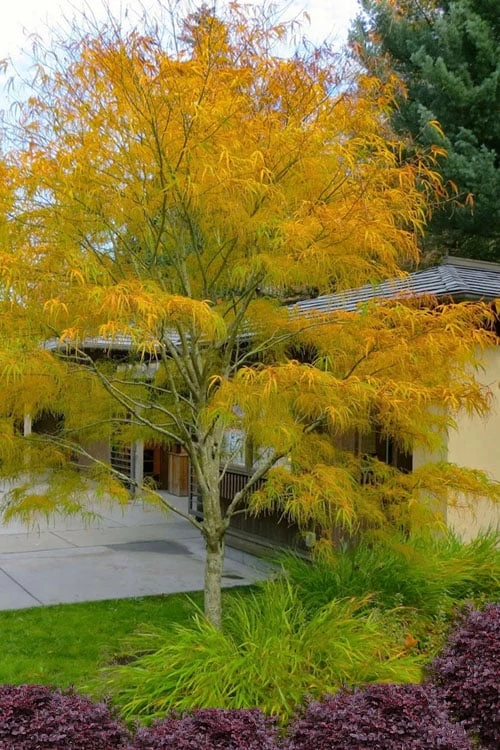 Koto No Ito Japanese Maple - 3 Gallon Pot 1 Koto No Ito Japanese Maple - 3 Gallon Pot
