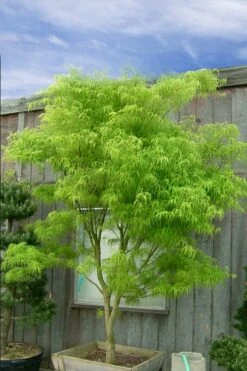 Koto No Ito Japanese Maple - 3 Gallon Pot 15 Koto No Ito Japanese Maple - 3 Gallon Pot -Green Haven Sales acer palmatum koto no ito japanese maple 12 1