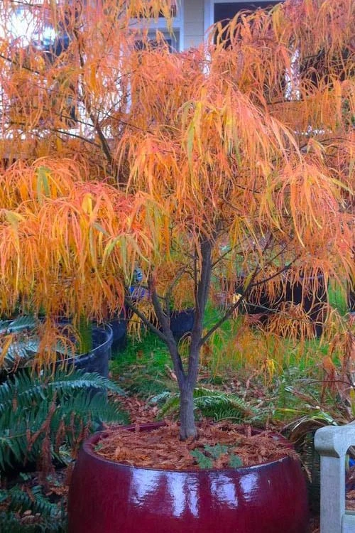 Koto No Ito Japanese Maple - 3 Gallon Pot 6 Koto No Ito Japanese Maple - 3 Gallon Pot - Image 6