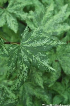 Kumoi Nishiki Japanese Full Moon Maple - 3 Gallon Pot -Green Haven Sales acer palmatum kumoi nishiki 1