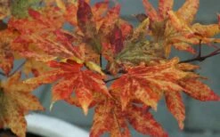 Kumoi Nishiki Japanese Full Moon Maple - 3 Gallon Pot -Green Haven Sales acer palmatum kumoi nishiki 12