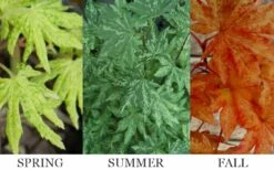 Kumoi Nishiki Japanese Full Moon Maple - 3 Gallon Pot -Green Haven Sales acer palmatum kumoi nishiki 13