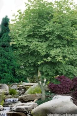 Kumoi Nishiki Japanese Full Moon Maple - 3 Gallon Pot -Green Haven Sales acer palmatum kumoi nishiki japanese maple 3