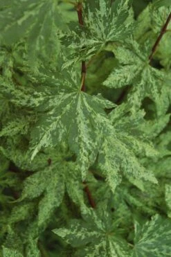 Kumoi Nishiki Japanese Full Moon Maple - 3 Gallon Pot -Green Haven Sales acer palmatum kumoi nishiki japanese maple 4