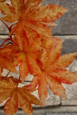 Kumoi Nishiki Japanese Full Moon Maple - 3 Gallon Pot -Green Haven Sales acer palmatum kumoi nishiki japanese maple 7