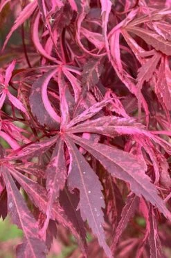Lileeanne's Jewel Pink Leaf Japanese Maple - 1 Gallon Pot