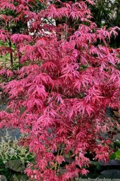 Lileeanne's Jewel Pink Leaf Japanese Maple - 1 Gallon Pot -Green Haven Sales acer palmatum lileeannes jewel 6