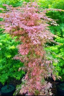 Lileeanne's Jewel Pink Leaf Japanese Maple - 1 Gallon Pot -Green Haven Sales acer palmatum lileeannes jewel 8
