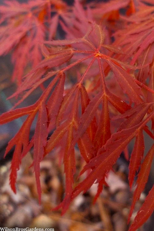 Lionheart Japanese Maple - 5 Gallon Pot 1 Lionheart Japanese Maple - 5 Gallon Pot