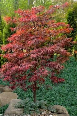 Lionheart Japanese Maple - 5 Gallon Pot 9 Lionheart Japanese Maple - 5 Gallon Pot -Green Haven Sales acer palmatum lion heart japanese maple 7
