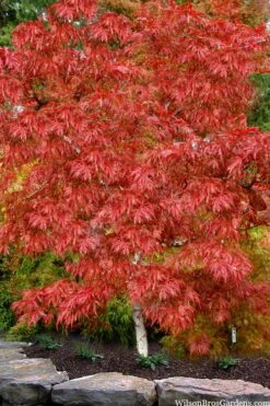 Lionheart Japanese Maple - 5 Gallon Pot 11 Lionheart Japanese Maple - 5 Gallon Pot -Green Haven Sales acer palmatum lion heart japanese maple 8