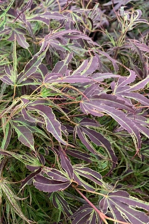 Manyo No Sato Purple Leaf Japanese Maple - 3 Gallon Pot (3-4') 1 Manyo No Sato Purple Leaf Japanese Maple - 3 Gallon Pot (3-4')