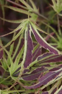 Manyo No Sato Purple Leaf Japanese Maple - 3 Gallon Pot (2-3') -Green Haven Sales acer palmatum manyo no sato japanese maple 6