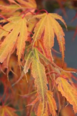 Manyo No Sato Purple Leaf Japanese Maple - 3 Gallon Pot (2-3') -Green Haven Sales acer palmatum manyo no sato japanese maple 7