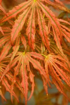 Crescent Moon Japanese Maple (Acer Palmatum 'Mikazuki') - 3 Gallon Pot (3-4') -Green Haven Sales acer palmatum mikazuki japanese maple 4
