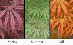 Crescent Moon Japanese Maple (Acer Palmatum 'Mikazuki') - 3 Gallon Pot (3-4') -Green Haven Sales acer palmatum mikazuki japanese maple 5