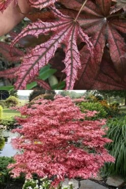 Crescent Moon Japanese Maple (Acer Palmatum 'Mikazuki') - 3 Gallon Pot (3-4') -Green Haven Sales acer palmatum mikazuki japanese maple 8