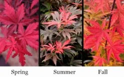 Orion Dwarf Red Japanese Maple - 1 Gallon Pot 10 Orion Dwarf Red Japanese Maple - 1 Gallon Pot -Green Haven Sales acer palmatum orion japanese maple 10