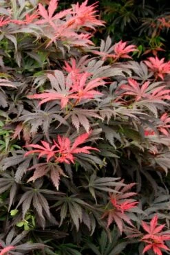 Orion Dwarf Red Japanese Maple - 1 Gallon Pot