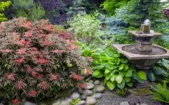 Orion Dwarf Red Japanese Maple - 1 Gallon Pot 11 Orion Dwarf Red Japanese Maple - 1 Gallon Pot -Green Haven Sales acer palmatum orion japanese maple 6