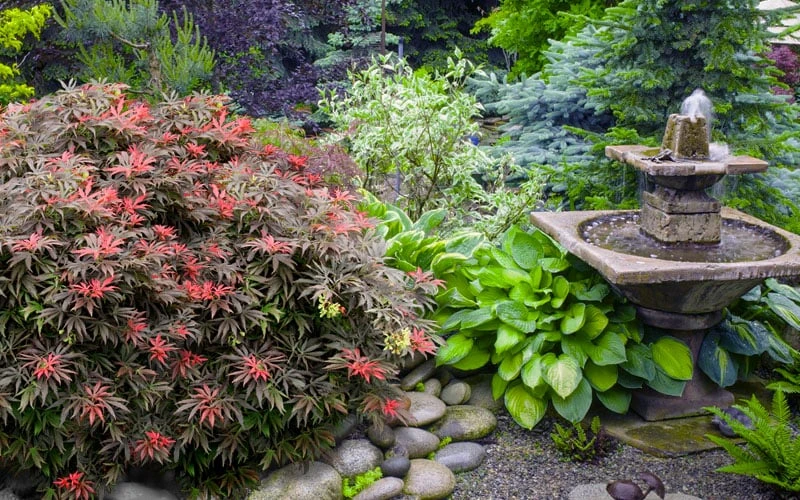 Orion Dwarf Red Japanese Maple - 1 Gallon Pot 6 Orion Dwarf Red Japanese Maple - 1 Gallon Pot - Image 6