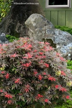 Orion Dwarf Red Japanese Maple - 1 Gallon Pot 9 Orion Dwarf Red Japanese Maple - 1 Gallon Pot -Green Haven Sales acer palmatum orion japanese maple 7