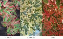 Beni Schichihenge Japanese Maple - 5 Gallon Pot -Green Haven Sales acer palmatum schichihenge japanese maple 3