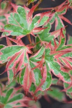 Beni Schichihenge Japanese Maple - 5 Gallon Pot -Green Haven Sales acer palmatum schichihenge japanese maple 4