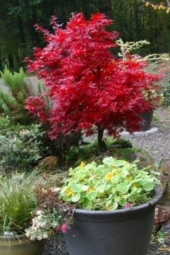 Shaina Dwarf Red Japanese Maple (Single Trunk / Standard) - 5 Gallon Pot -Green Haven Sales acer palmatum shaina japanese maple 12