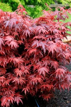 Shaina Dwarf Red Japanese Maple (Single Trunk / Standard) - 5 Gallon Pot -Green Haven Sales acer palmatum shaina japanese maple 7