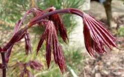 Trompenburg Japanese Maple - 5 Gallon Pot 16 Trompenburg Japanese Maple - 5 Gallon Pot -Green Haven Sales acer palmatum shirasawanum trompenburg japanese maple 1