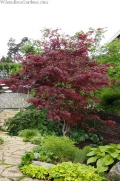Trompenburg Japanese Maple - 5 Gallon Pot 14 Trompenburg Japanese Maple - 5 Gallon Pot -Green Haven Sales acer palmatum shirasawanum trompenburg japanese maple 10