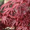 Trompenburg Japanese Maple - 5 Gallon Pot
