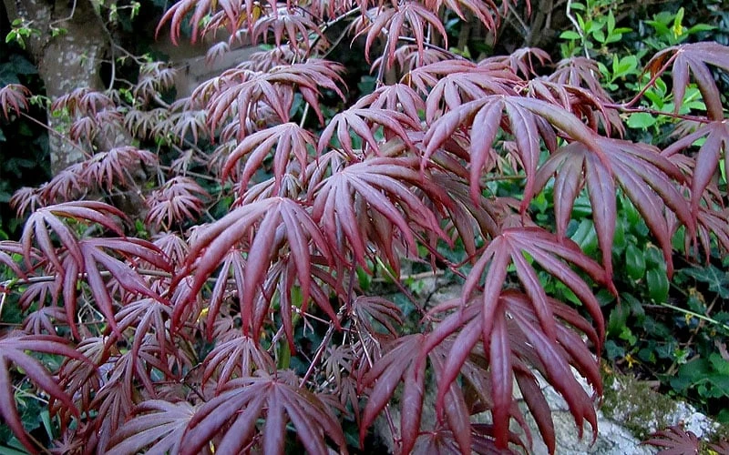 Trompenburg Japanese Maple - 5 Gallon Pot 9 Trompenburg Japanese Maple - 5 Gallon Pot - Image 9