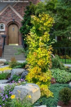 Skyscraper Columnar Japanese Maple - 1 Gallon Pot 9 Skyscraper Columnar Japanese Maple - 1 Gallon Pot -Green Haven Sales acer palmatum skyscraper japanese maple 4