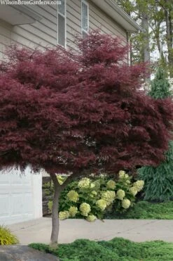 Tamukeyama Dwarf Red Japanese Maple - 1 Gallon Pot - High Grafted Tree Form -Green Haven Sales acer palmatum tamukeyama japanese maple high graft 2
